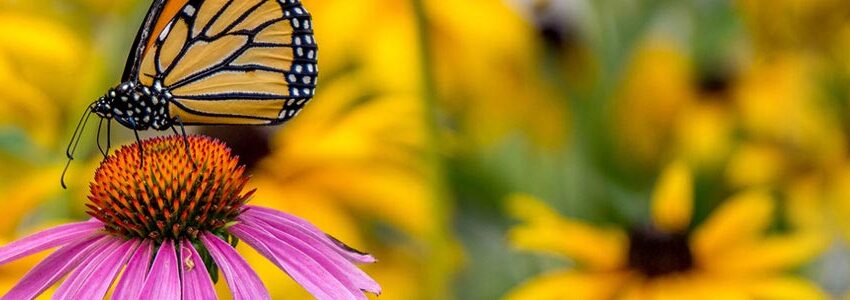 butterfly garden