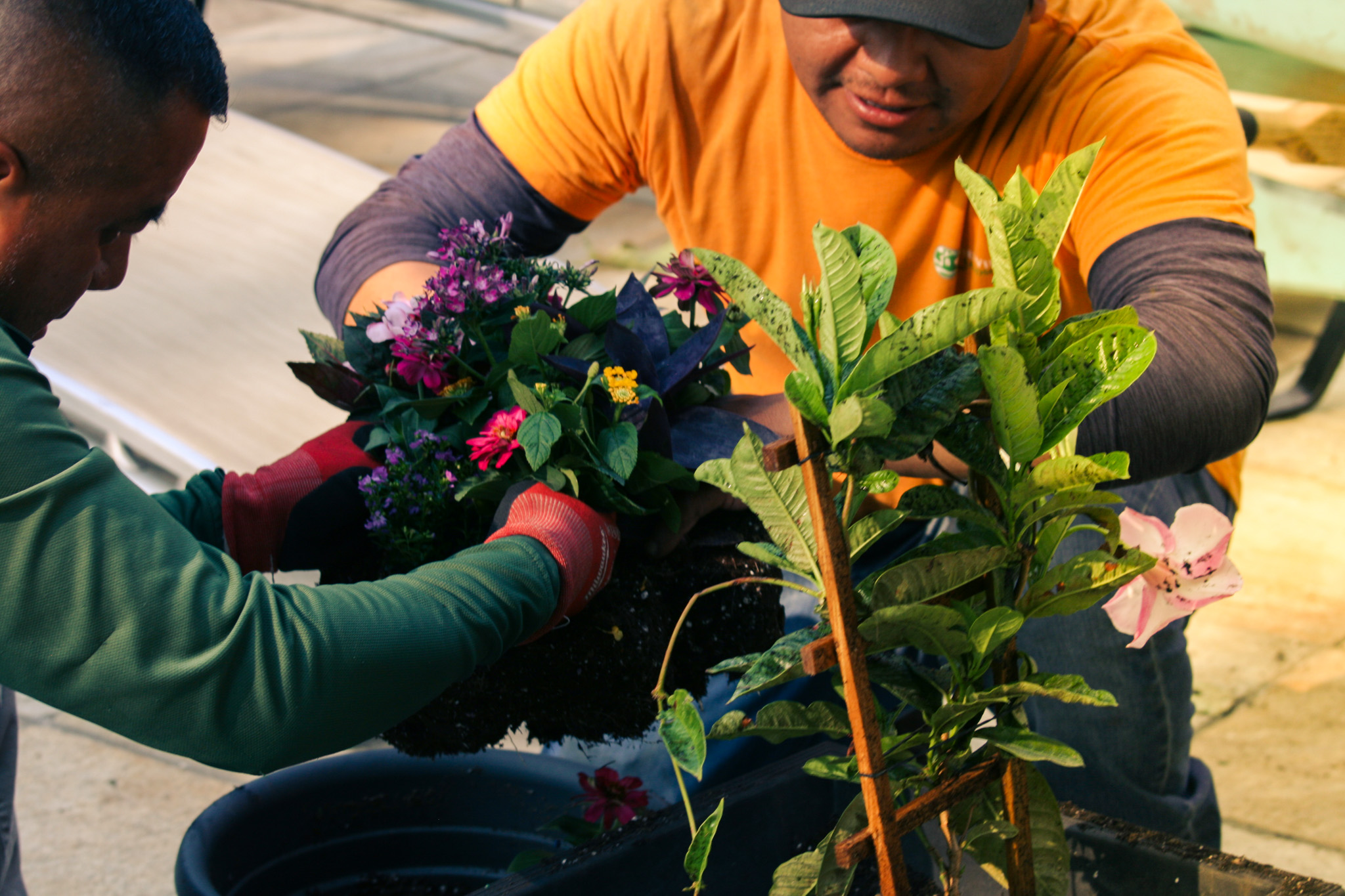 Tree and shrub care