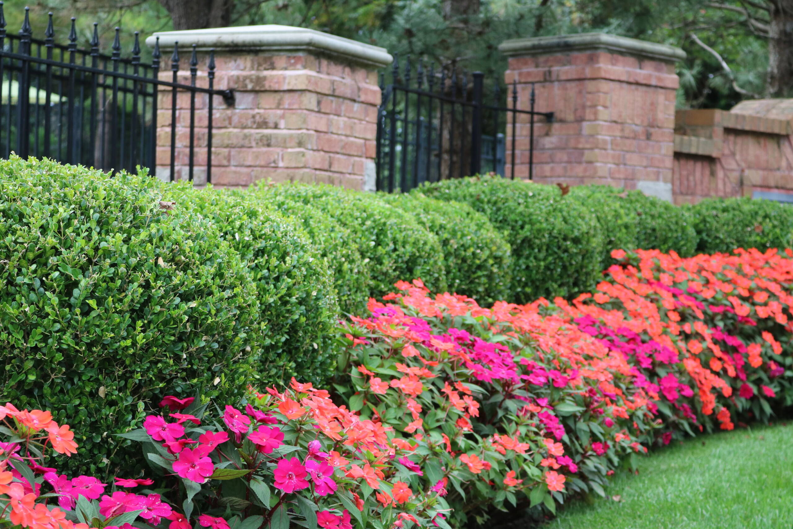 Annuals
