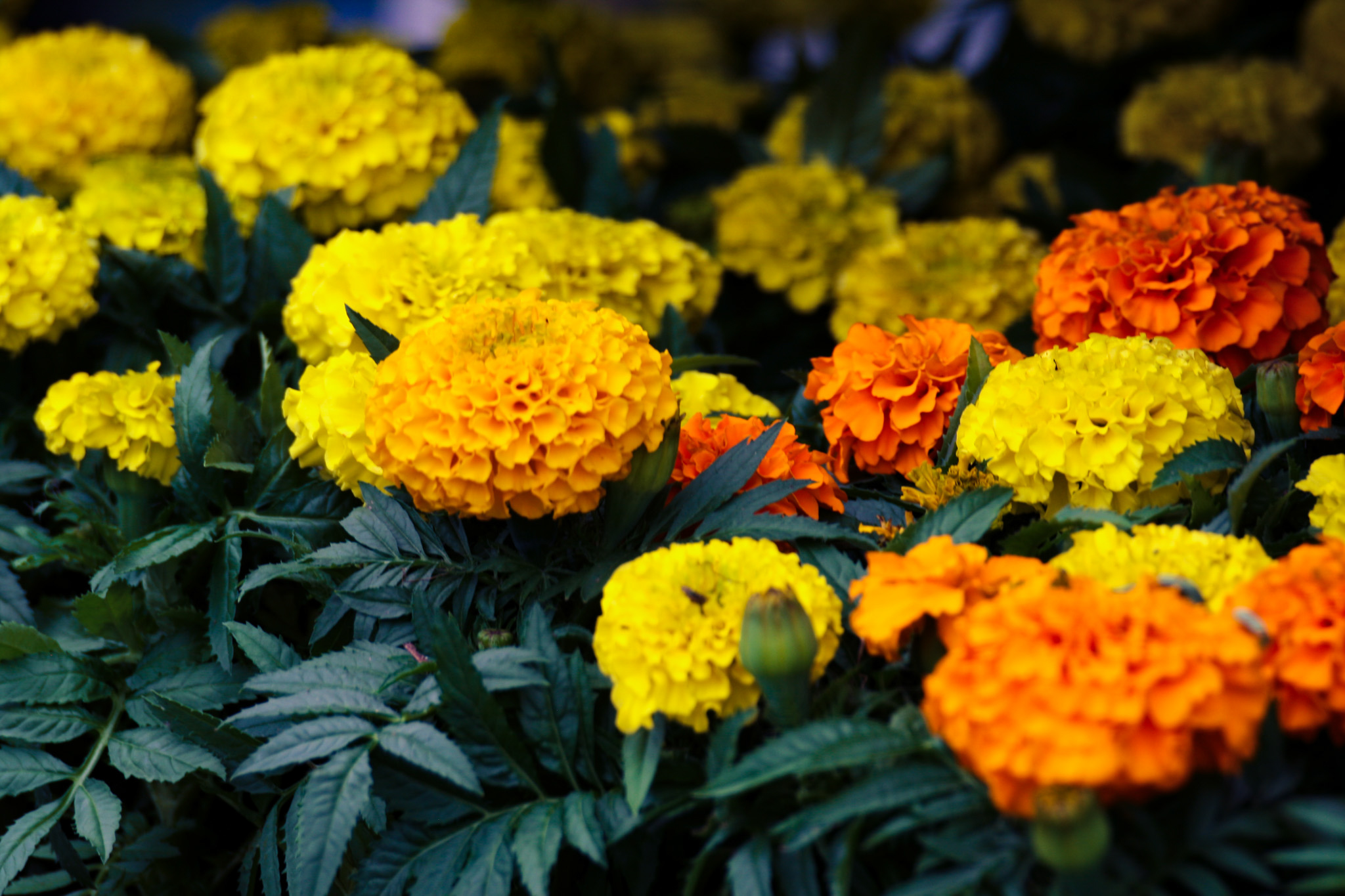 Native Plant Landscaping