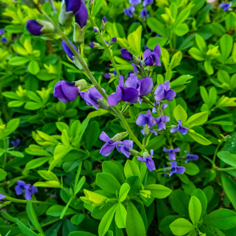 Spring Planting Installation​