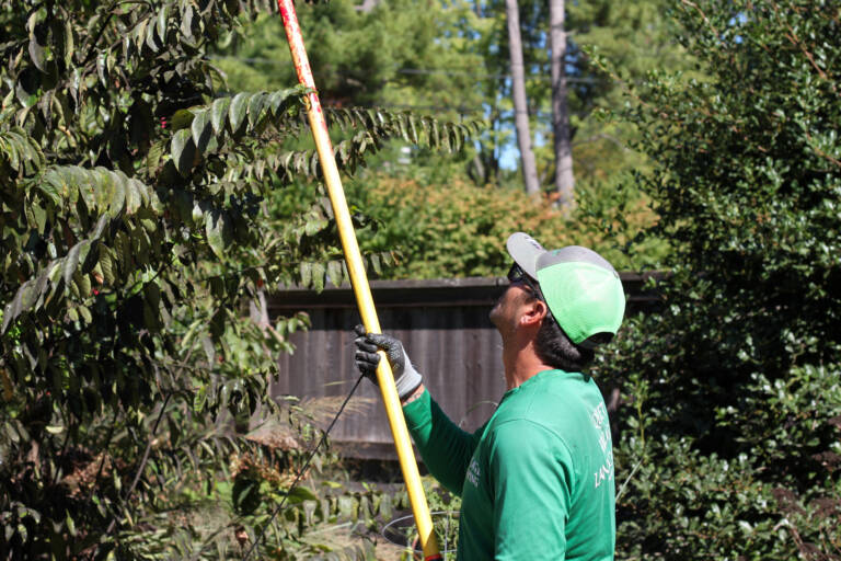 Tree & Shrub Care