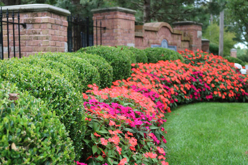 Seasonal annual plantings by a front walk