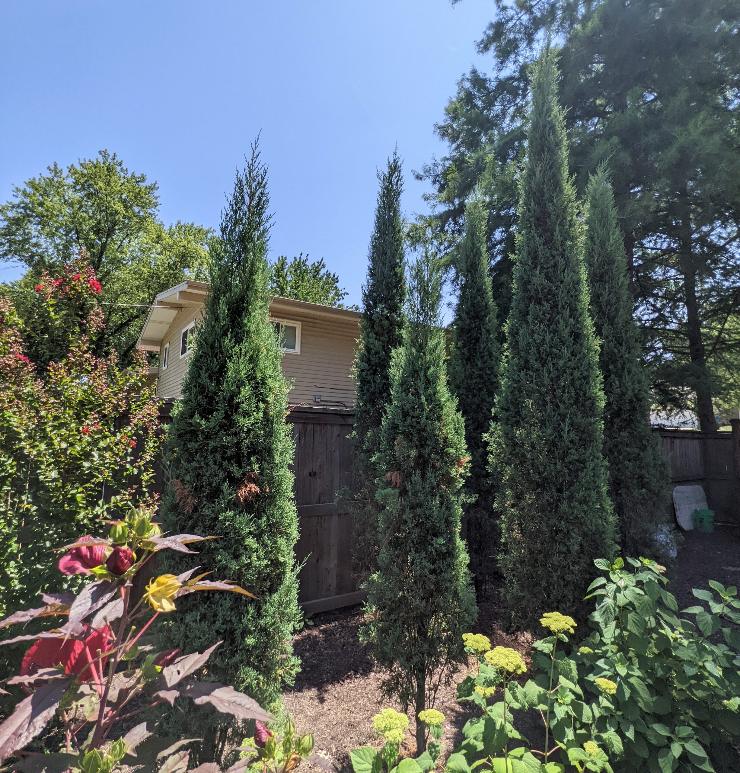 Taylor Junipers | Quiet Village Landscaping