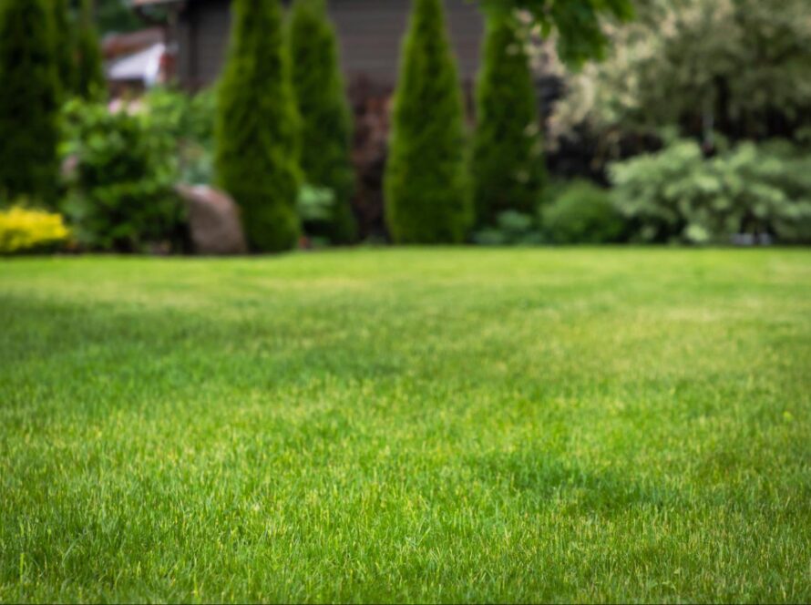 lawn