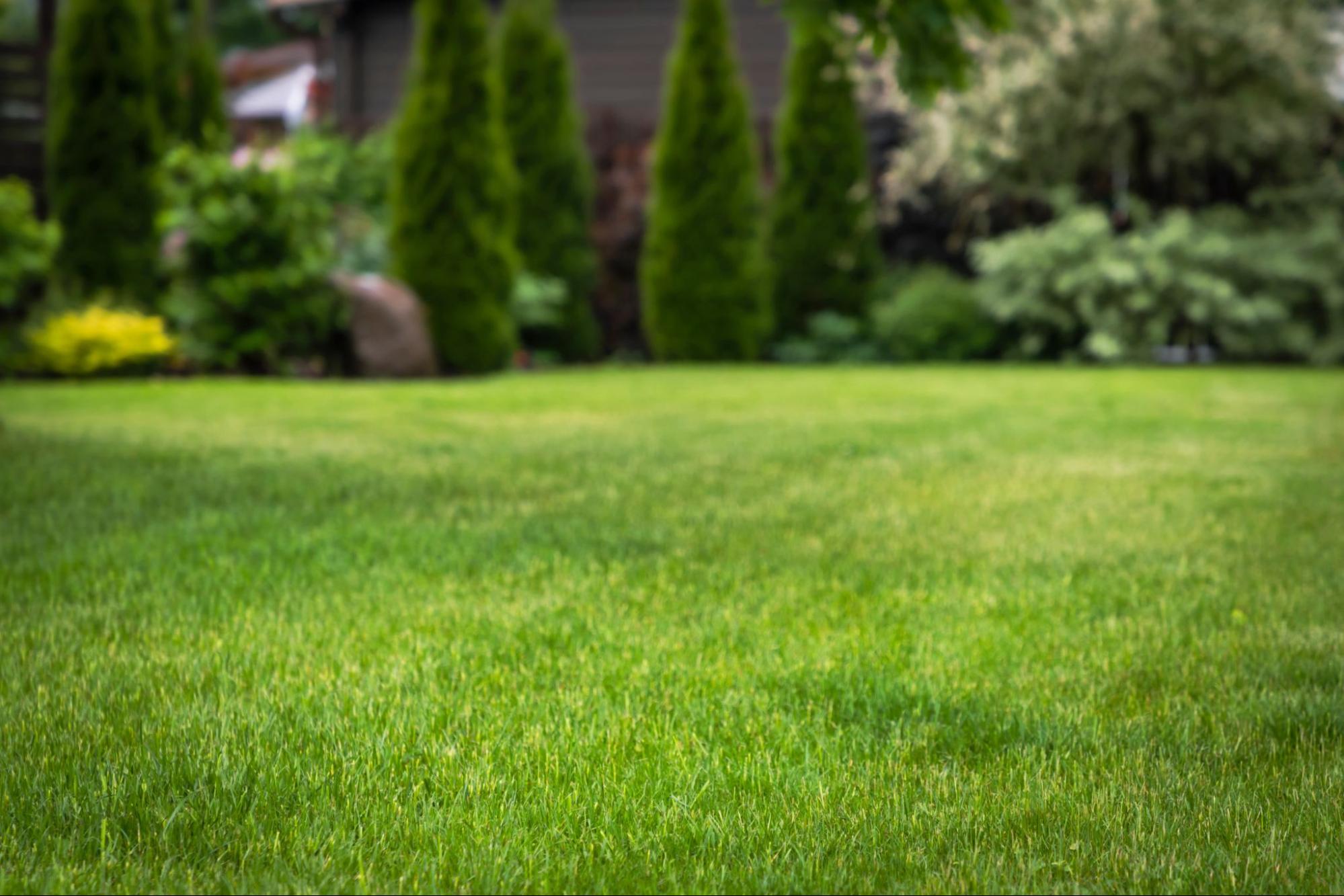 lawn