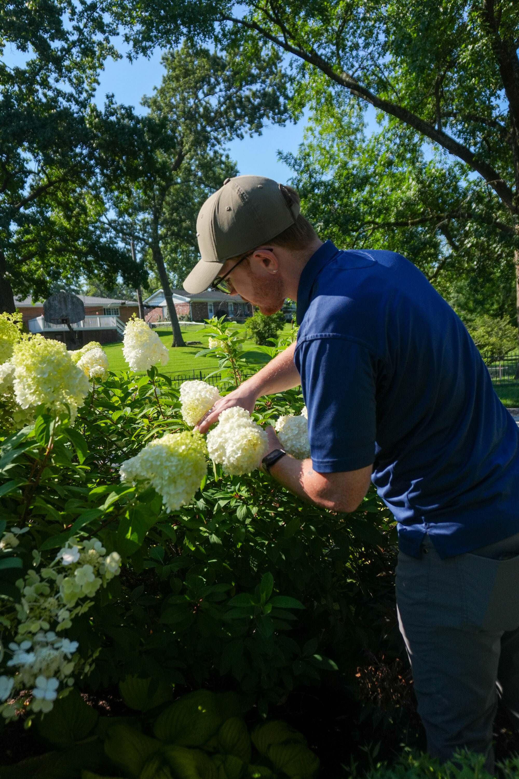 Person in blue shirt and beige cap tending white hydrangea bushes in a sunny garden with trees and houses in the background