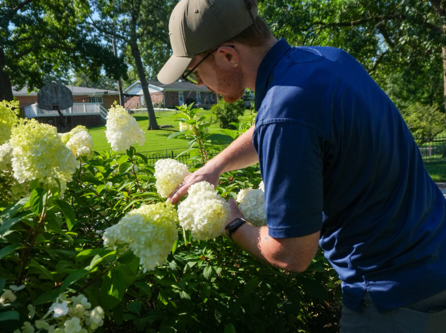 Person in blue shirt and beige cap tending white hydrangea bushes in a sunny garden with trees and houses in the background