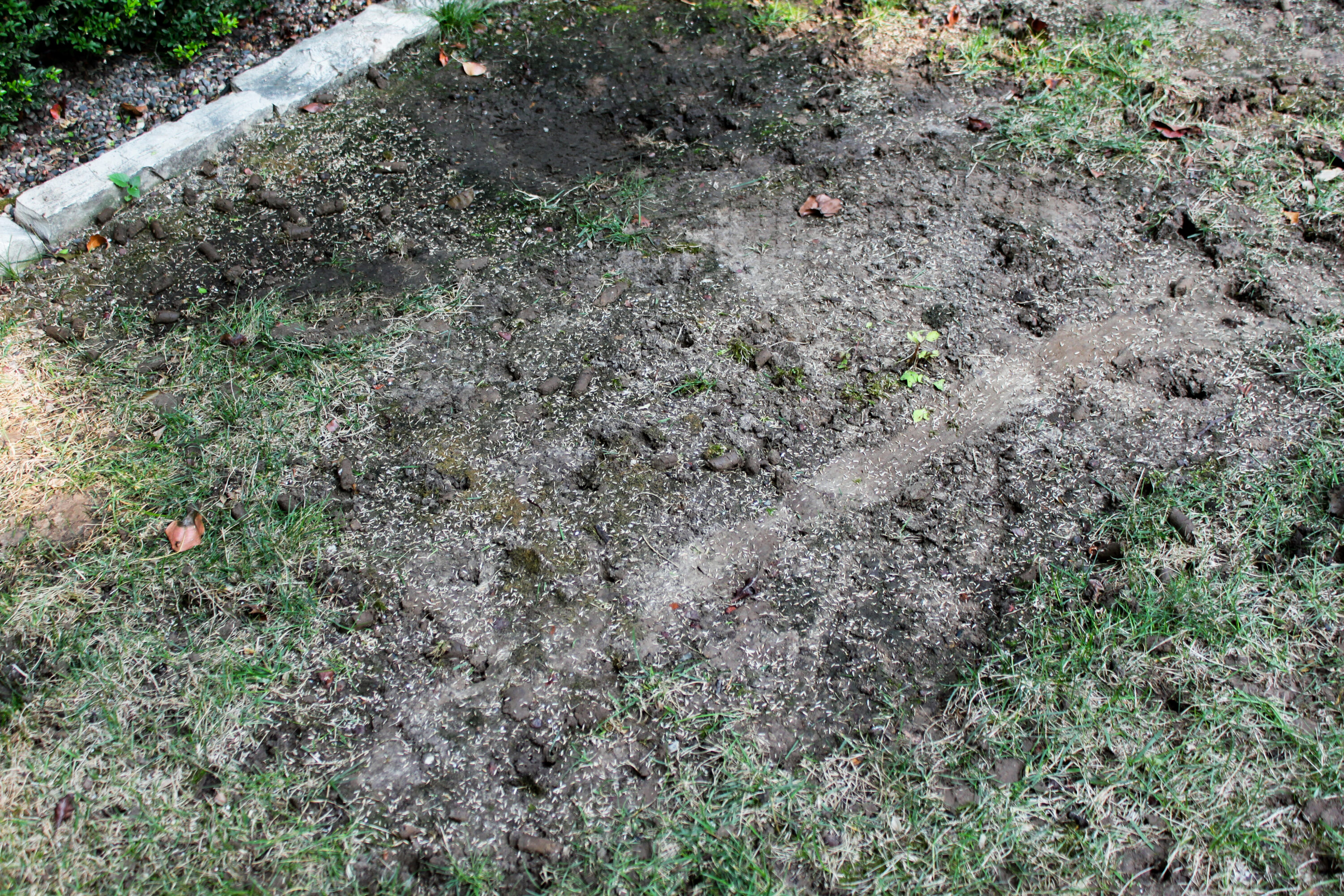 Bare dirt path with sparse grass at the edges; a concrete curb runs along the left side, and small rocks and seeds are scattered across the soil.