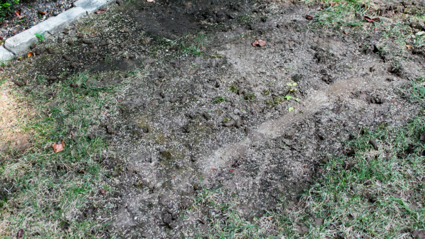 Bare dirt path with sparse grass at the edges; a concrete curb runs along the left side, and small rocks and seeds are scattered across the soil.