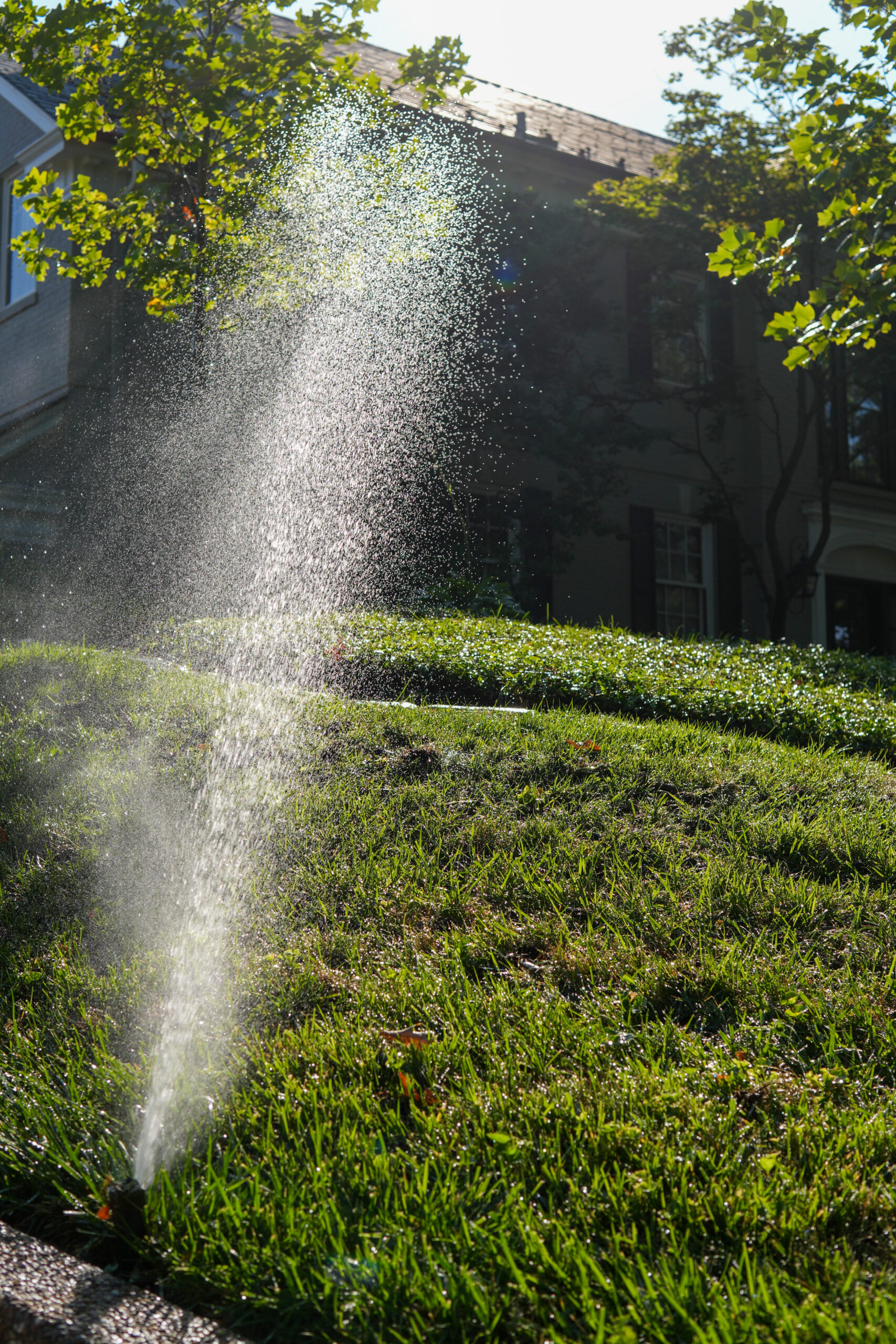 Sprinkler spraying water across a sunny front lawn with a house and trees in the background.