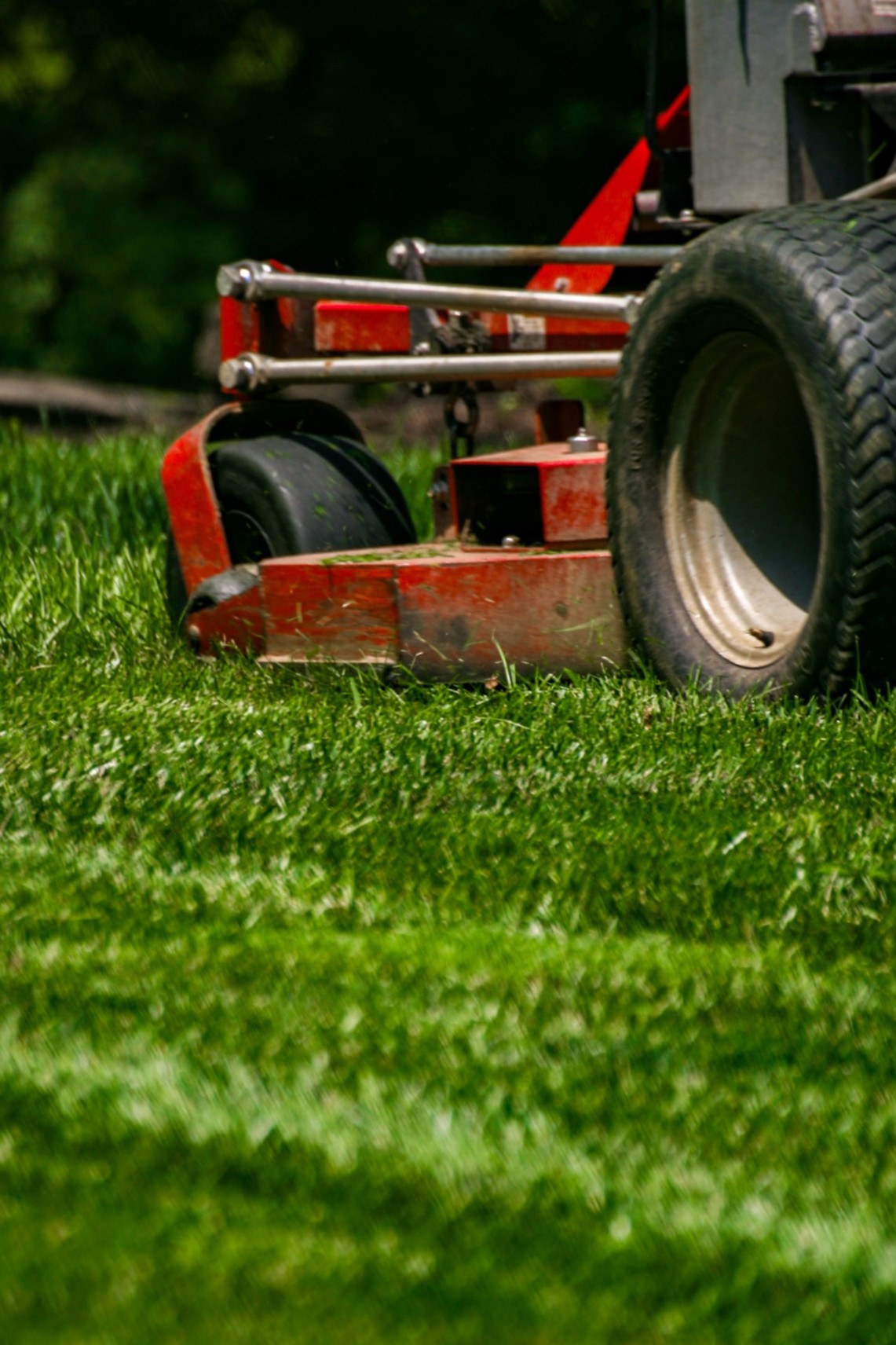 Dense fed lawn detail