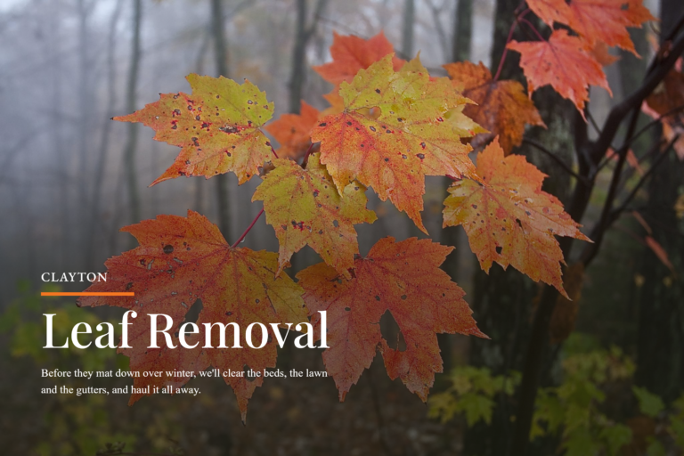 Close-up of orange and yellow maple leaves on a branch, autumn scene for leaf removal service site.