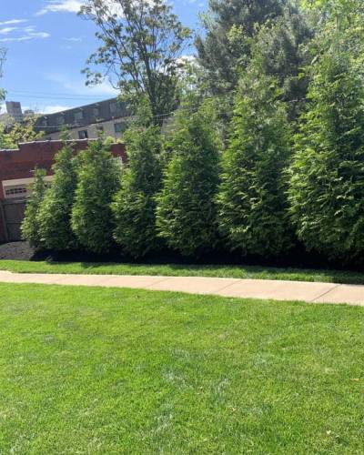 Lawn Aeration
